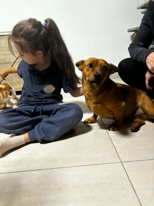 lucy - Chien à adopter - photo 5