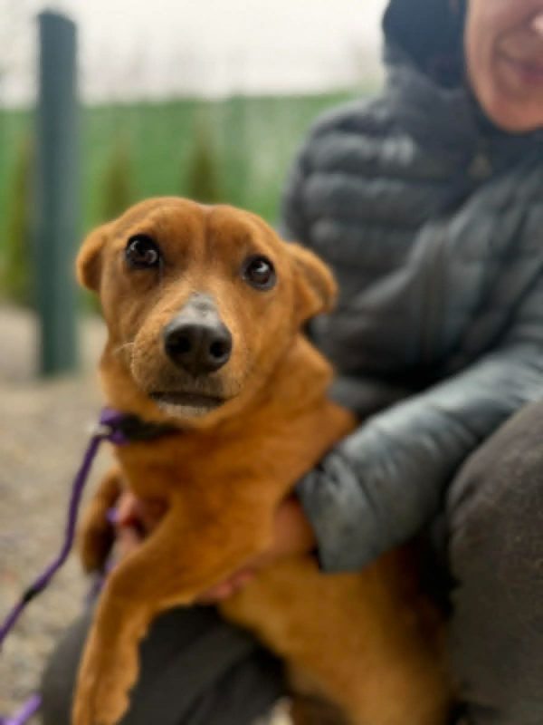 lucy - Chien à adopter - photo 7