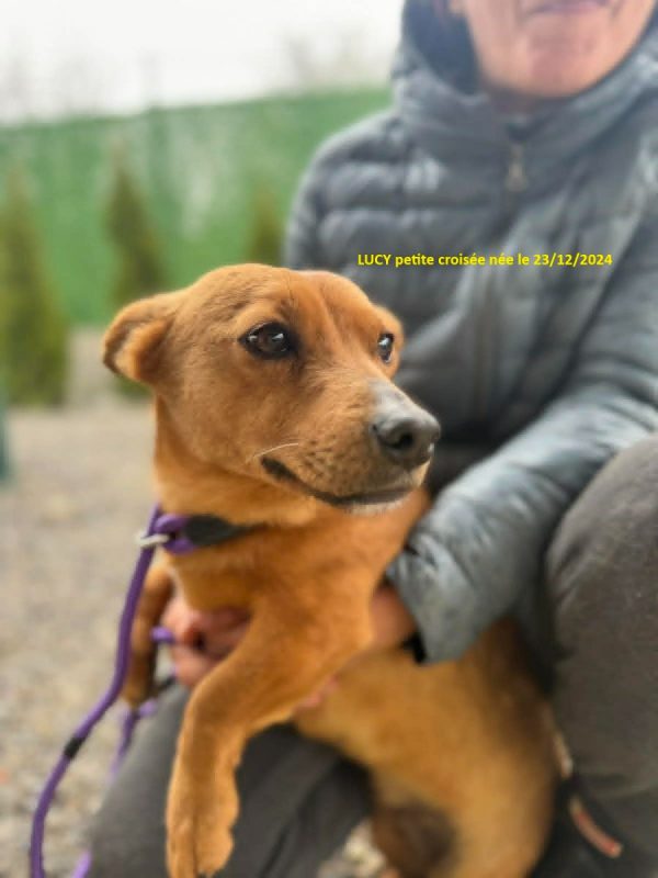 lucy - Chien à adopter - photo 3