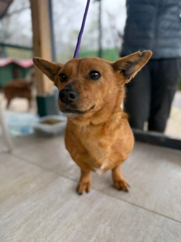 lucy - Chien à adopter - photo 8