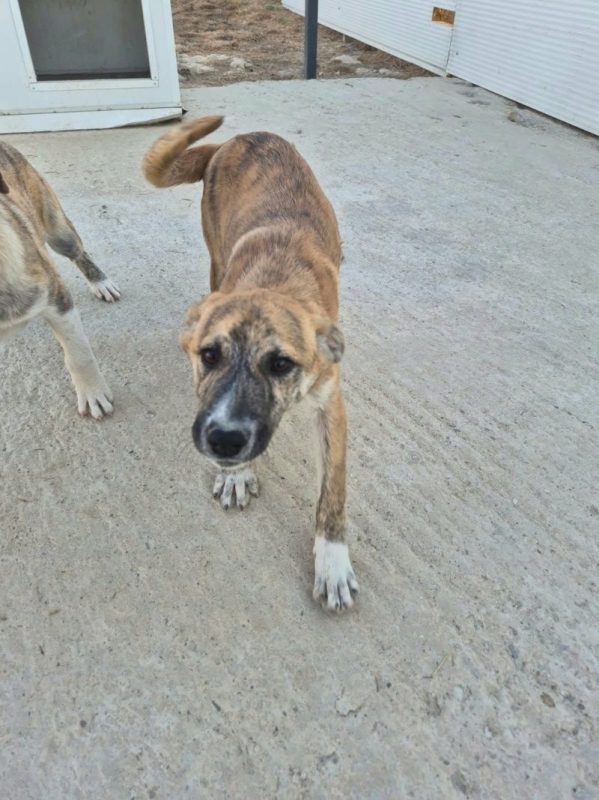 MILO ET ARLO - Chien à adopter - photo 2