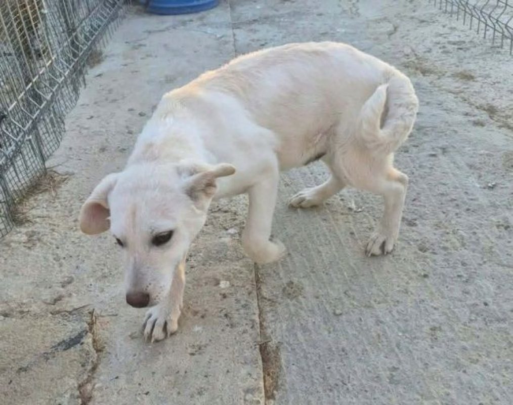 MILO ET ARLO - Chien à adopter - photo 3
