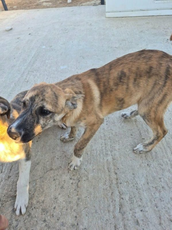 MILO ET ARLO - Chien à adopter