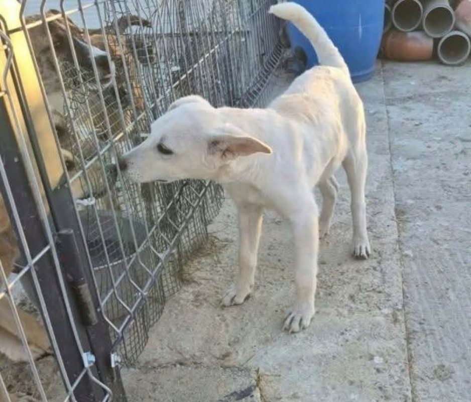 MILO ET ARLO - Chien à adopter - photo 5