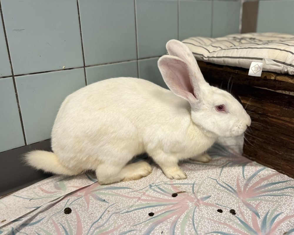 Wortel - Rongeur Lapin à adopter