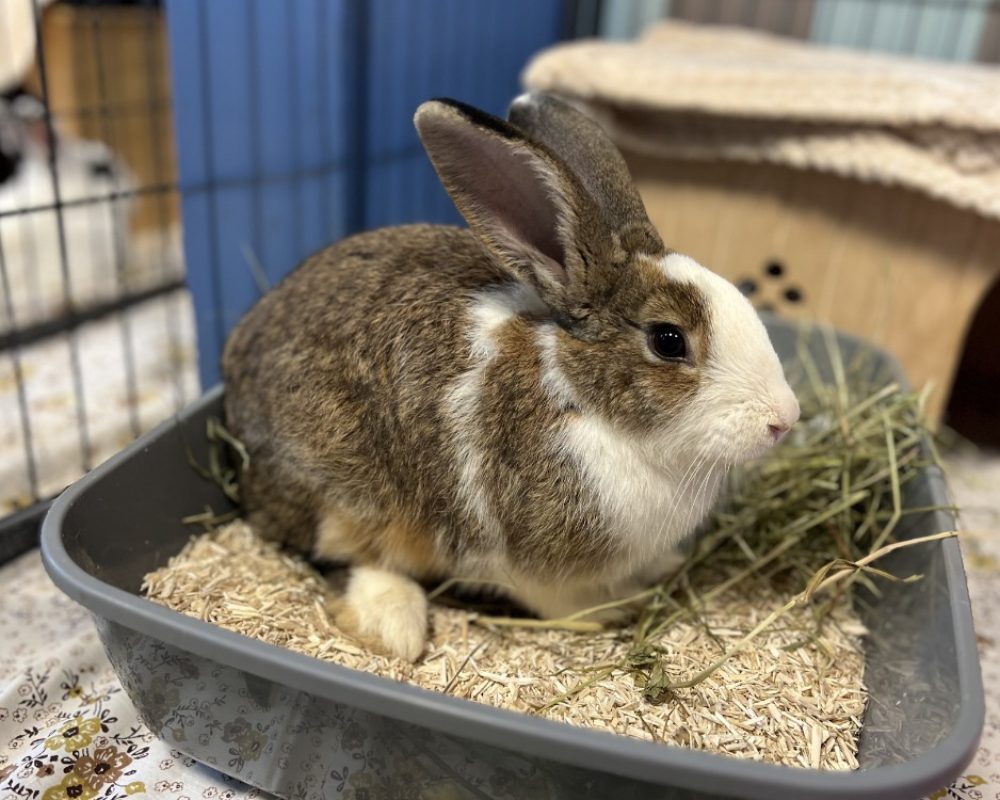 Gularot - Rongeur Lapin à adopter