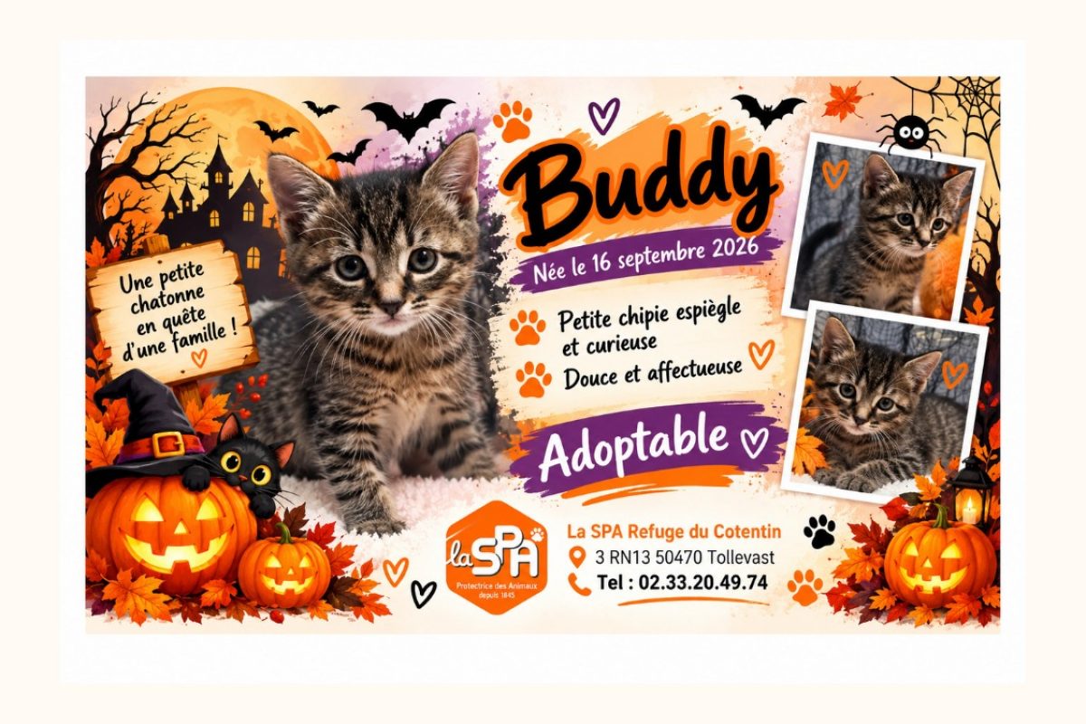Brandy /buddy - Chat Européen à adopter