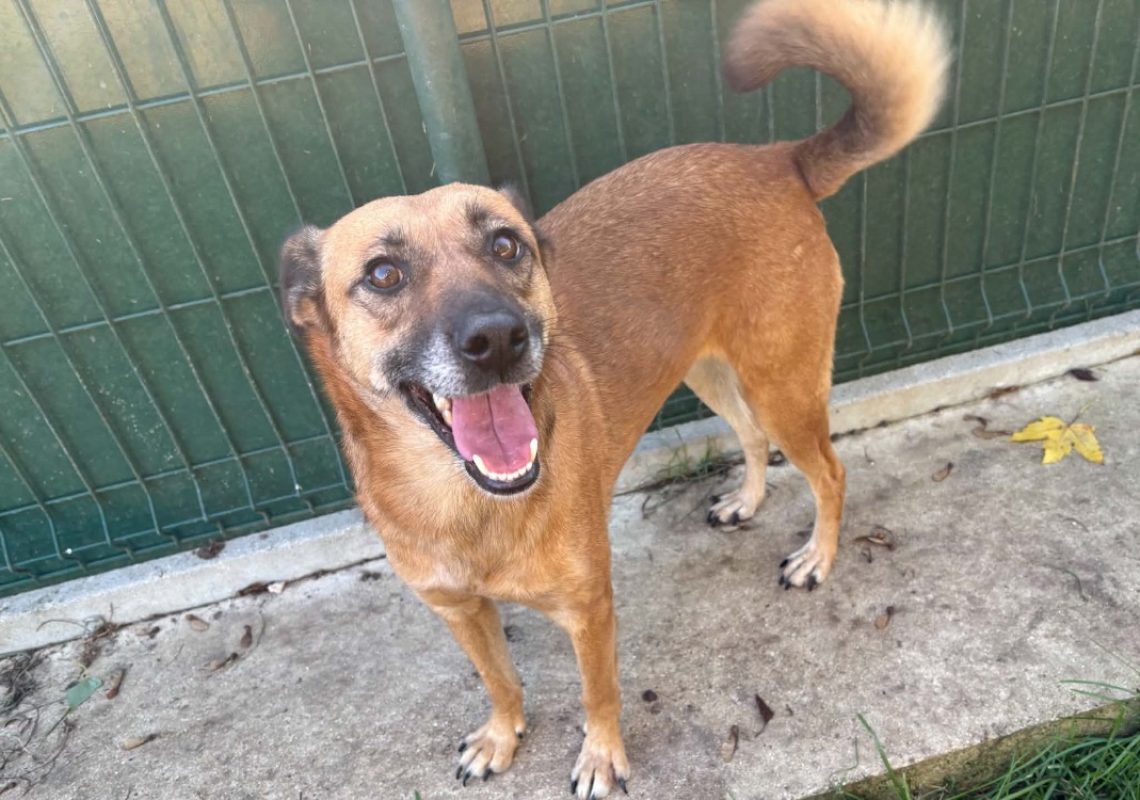 Hyla - Chien à adopter