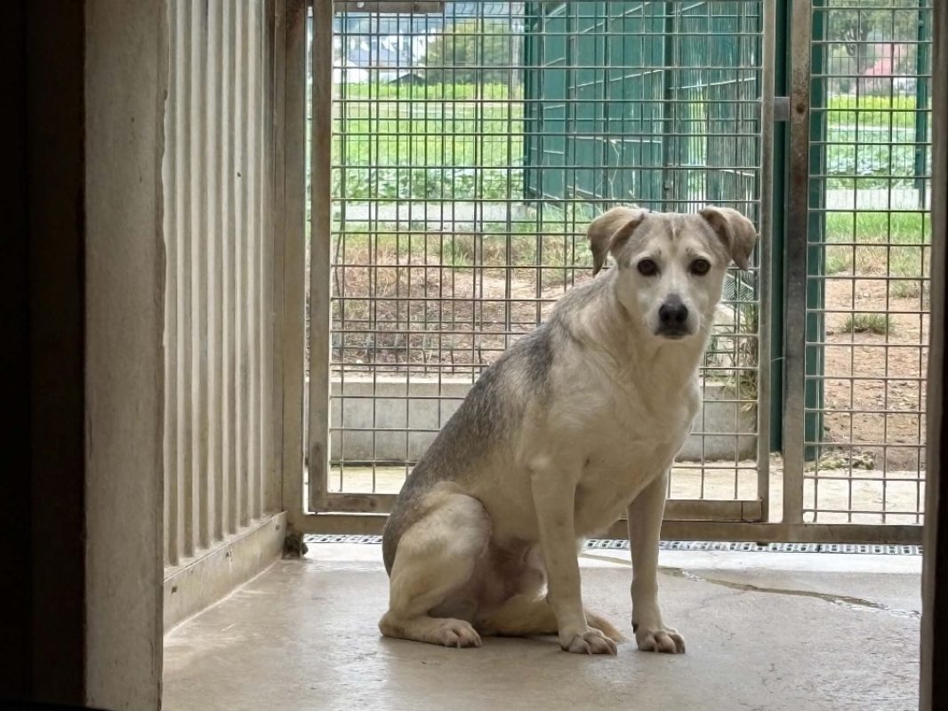 Nestor - Chien à adopter