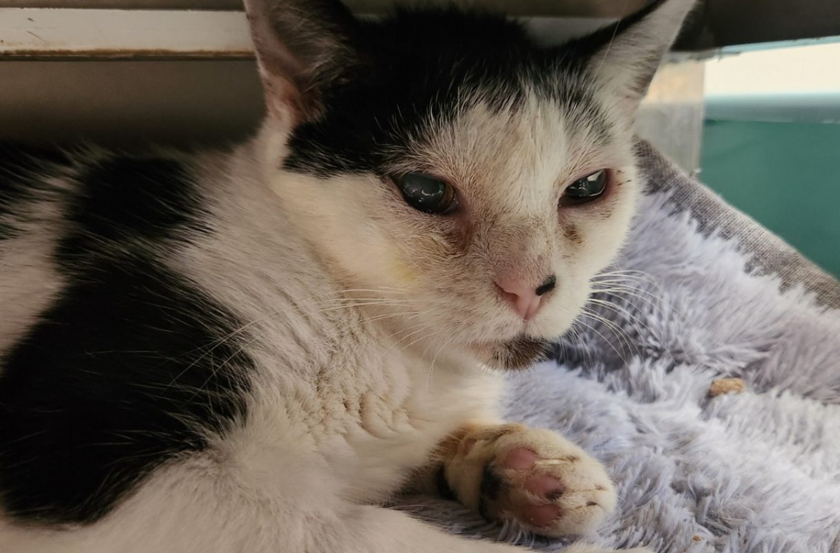 Zirconium - Chat Européen à adopter