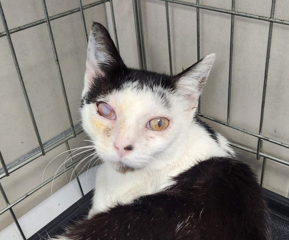 Zirconium - Chat Européen à adopter - photo 2
