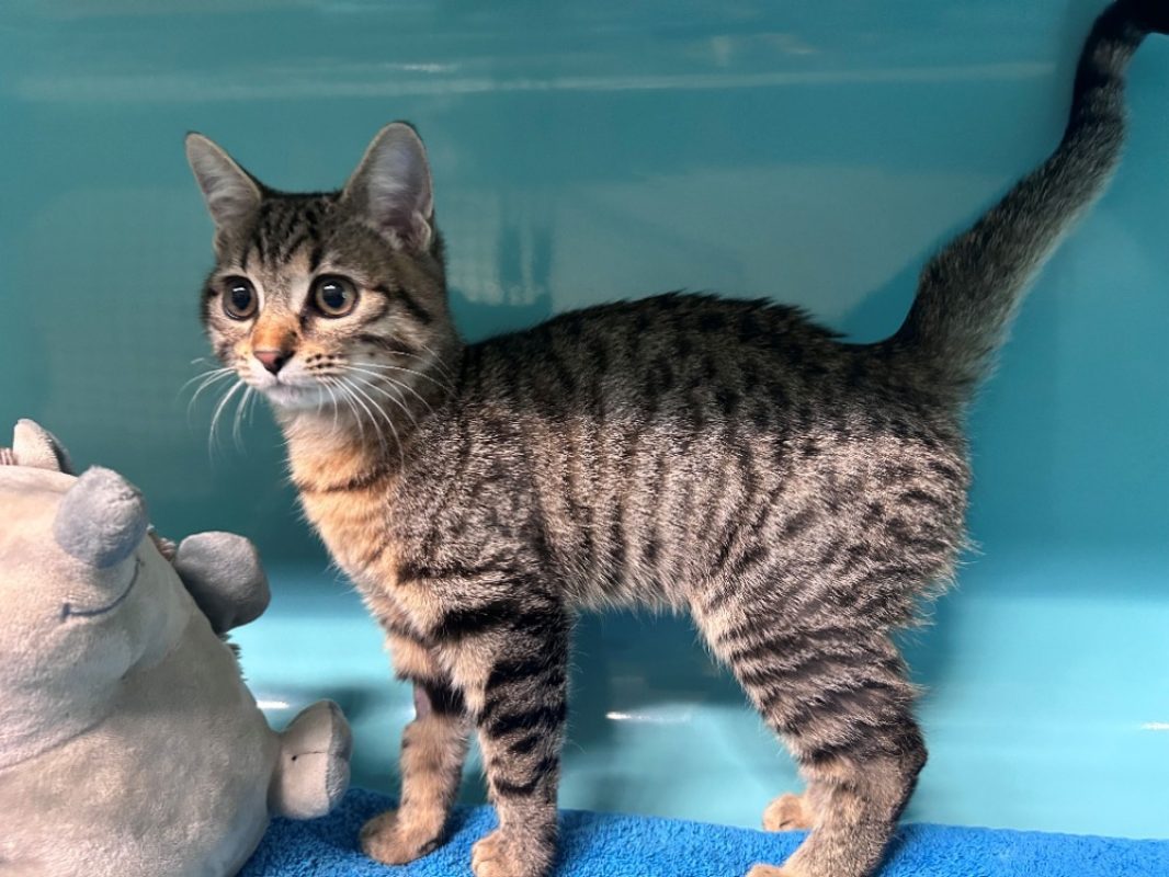 Duman - Chat Européen à adopter