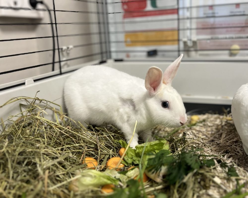 Magui - Rongeur Lapin à adopter