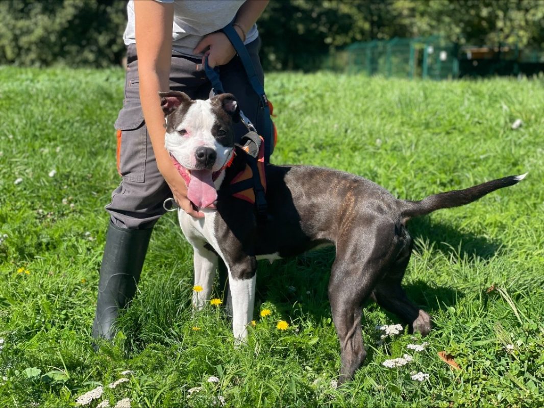 Maryse - Chien à adopter