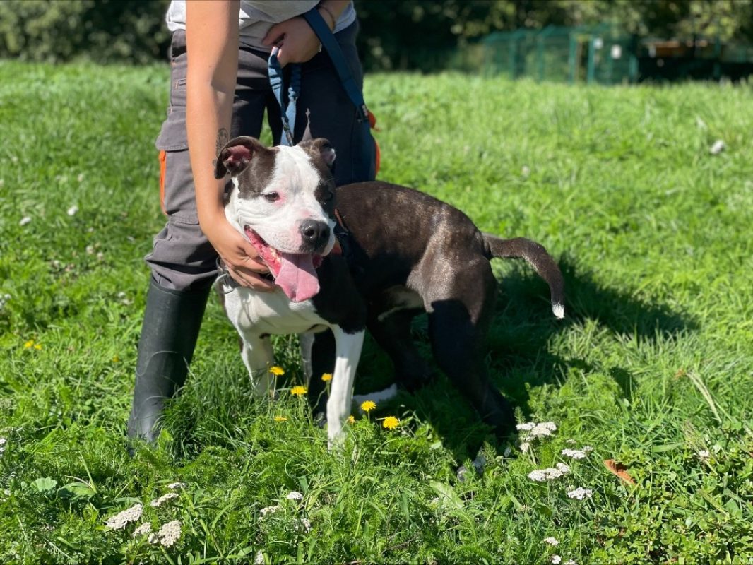 Maryse - Chien à adopter - photo 2