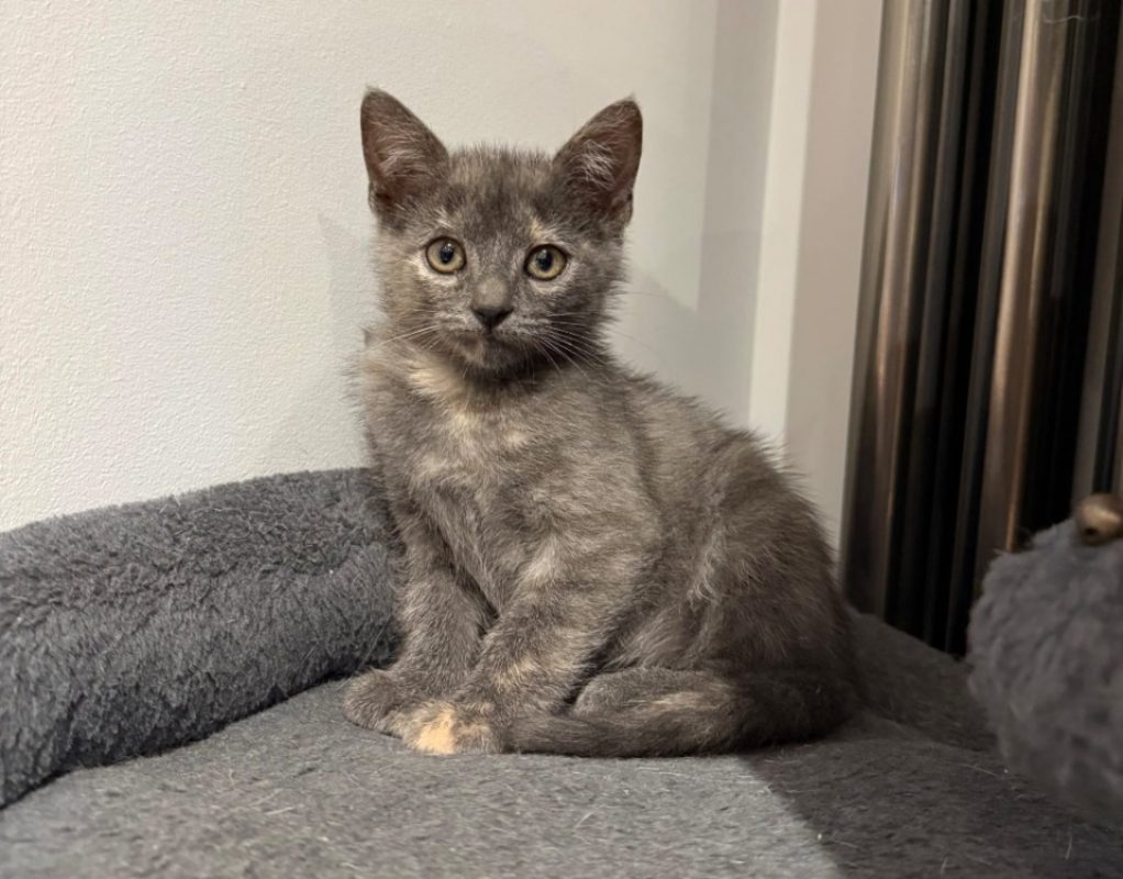 Blue - Chat Européen à adopter
