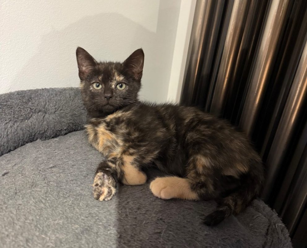 Billie - Chat Européen à adopter