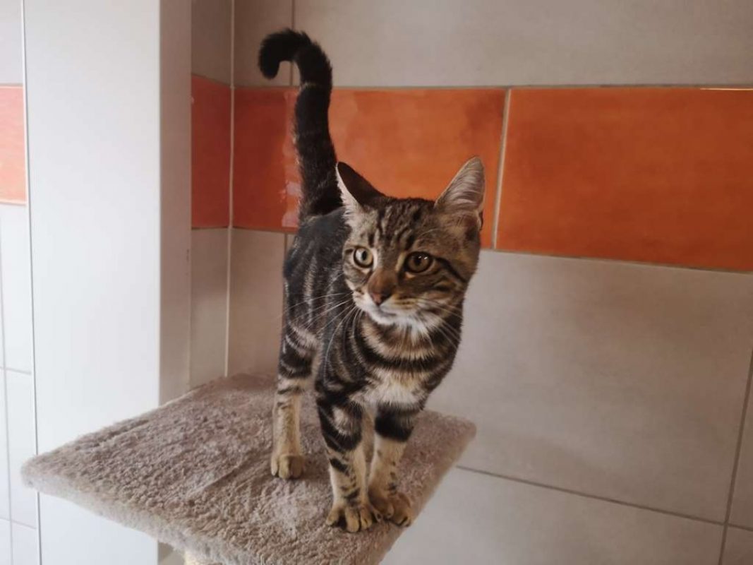 Réservé macan - Chat Européen à adopter