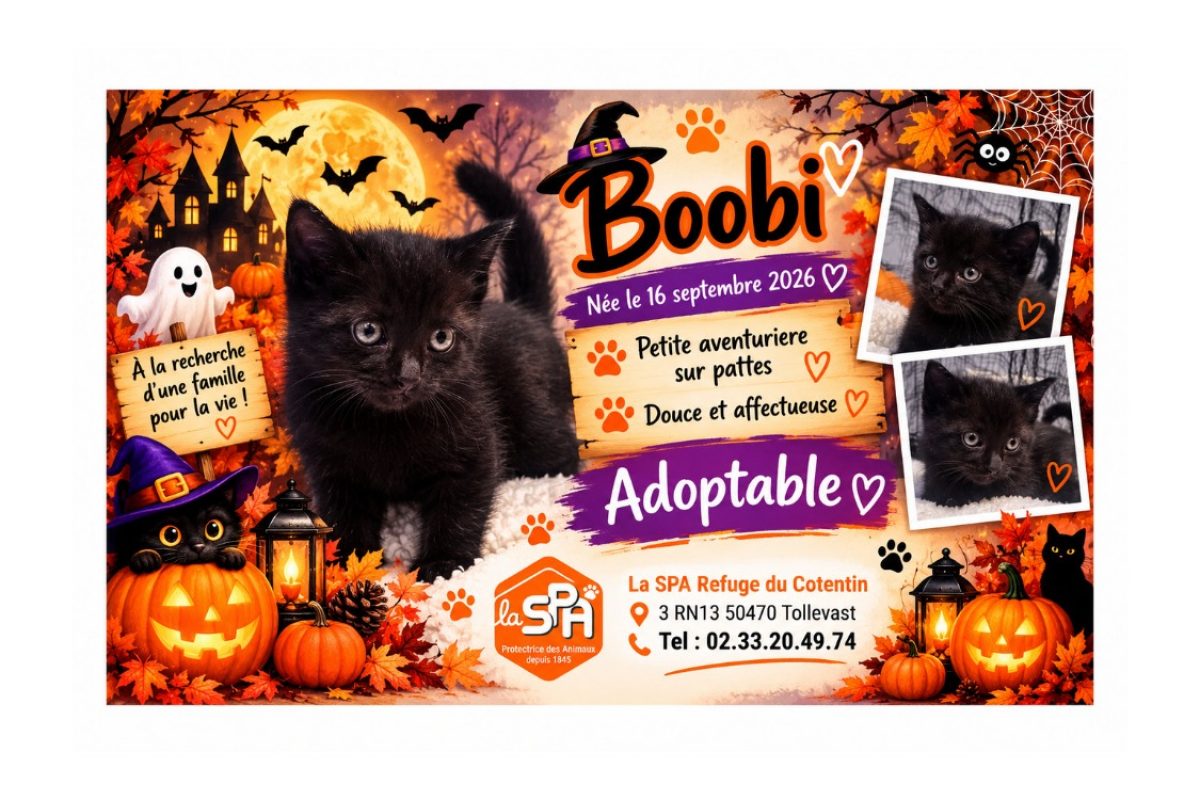 Beryl / boobi - Chat Européen à adopter