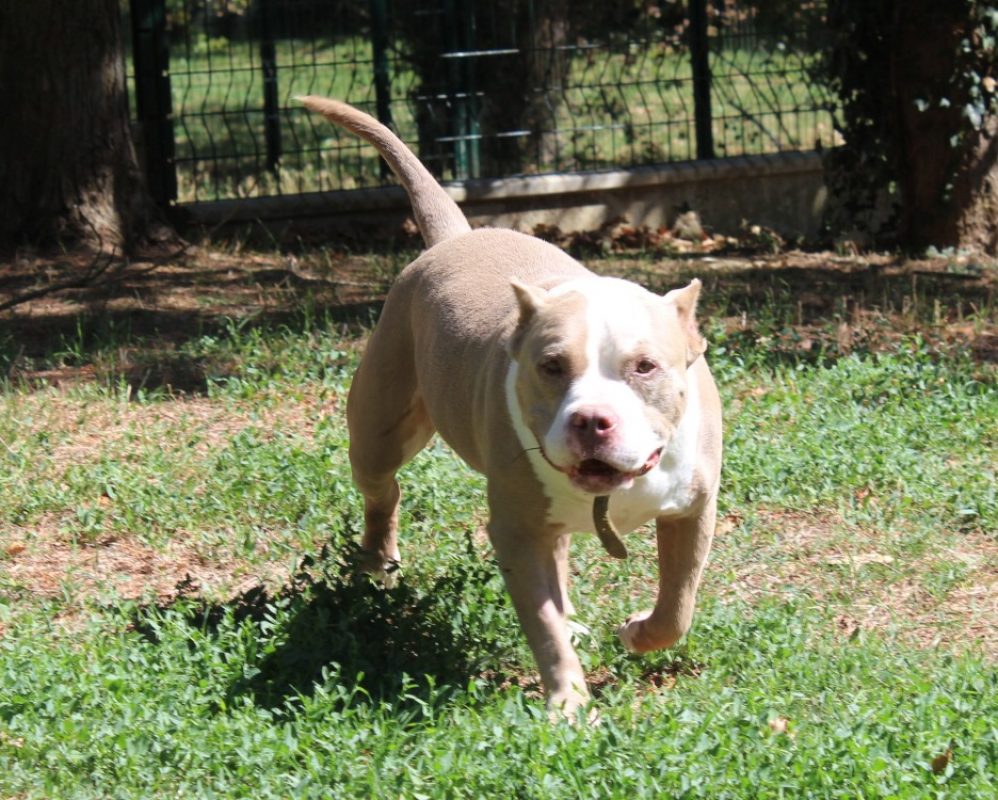 Mina - Chien American Bully à adopter