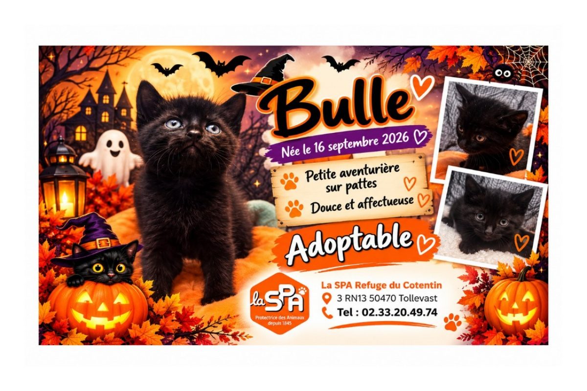 Bulle - Chat Européen à adopter
