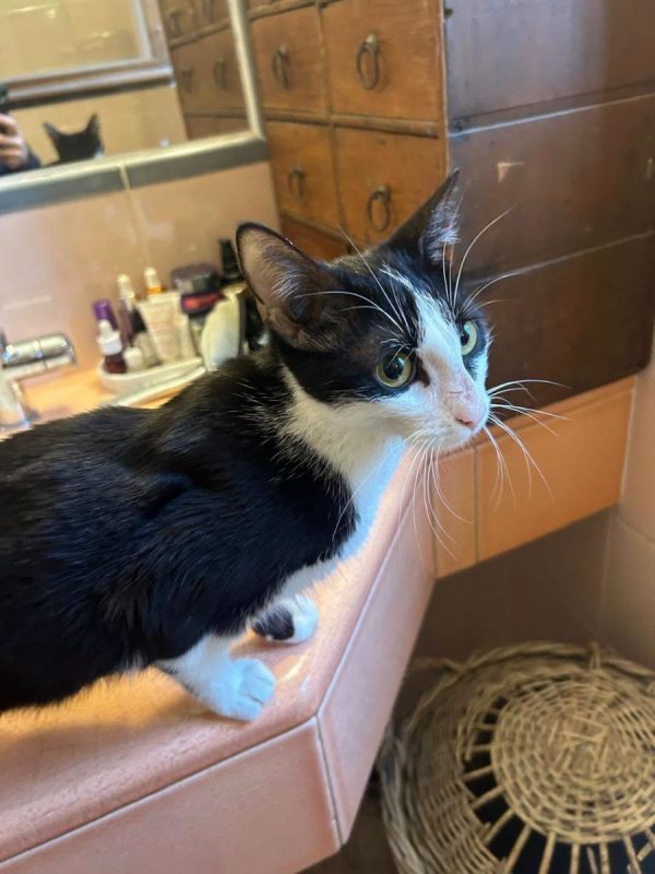Fanny - Chat à adopter - photo 2