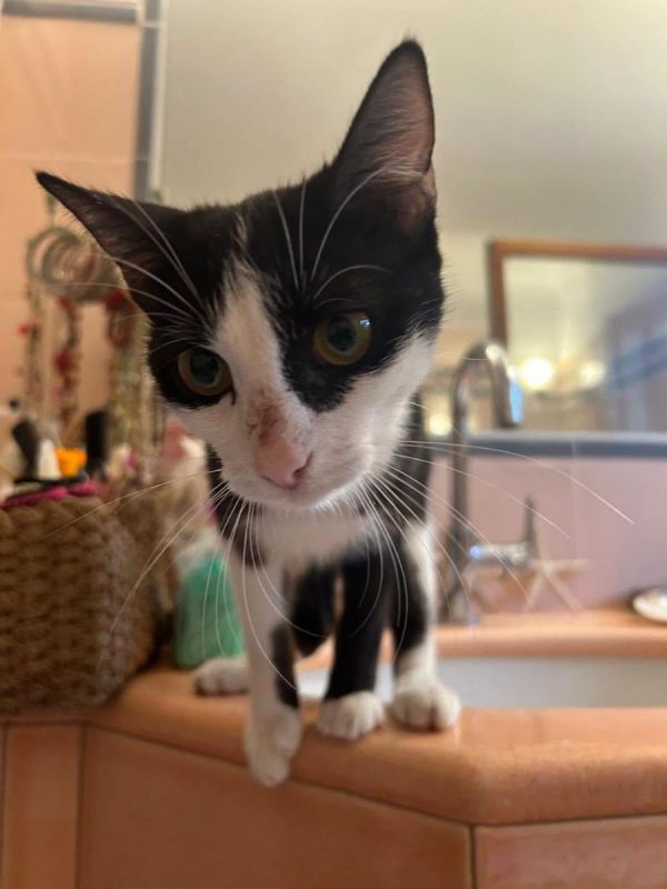 Fanny - Chat à adopter - photo 3
