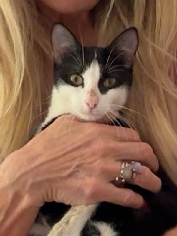 Fanny - Chat à adopter