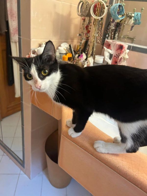 Fanny - Chat à adopter - photo 4