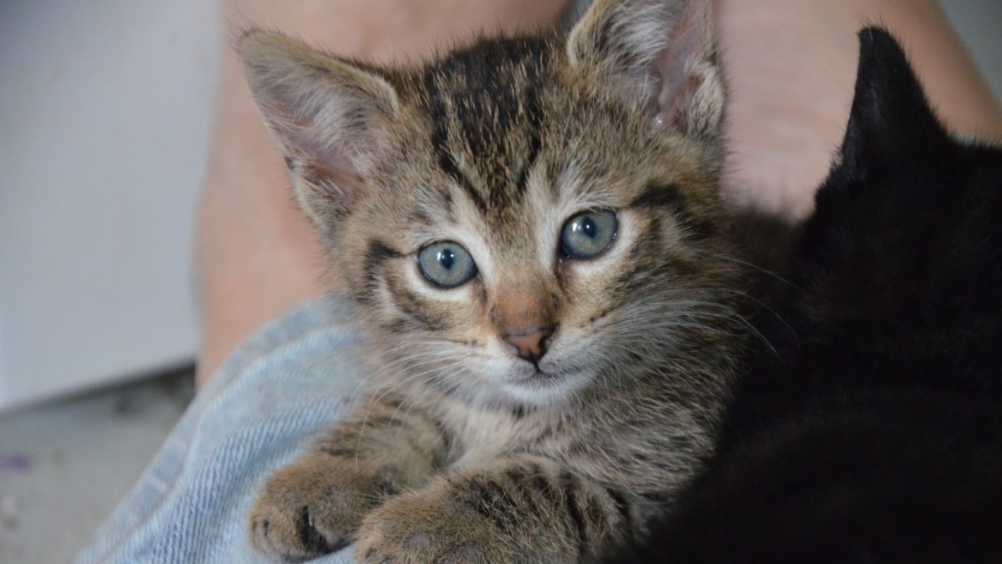 Grincheuse - Chat Européen à adopter