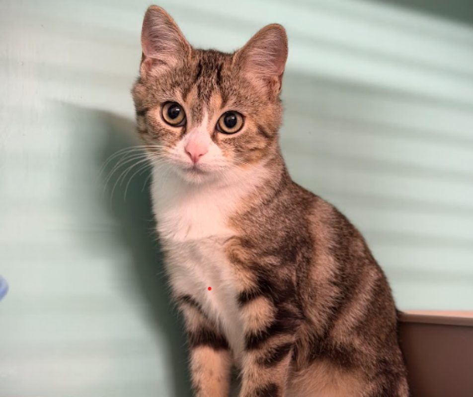 Miaoussini le magnifique - Chat Européen à adopter