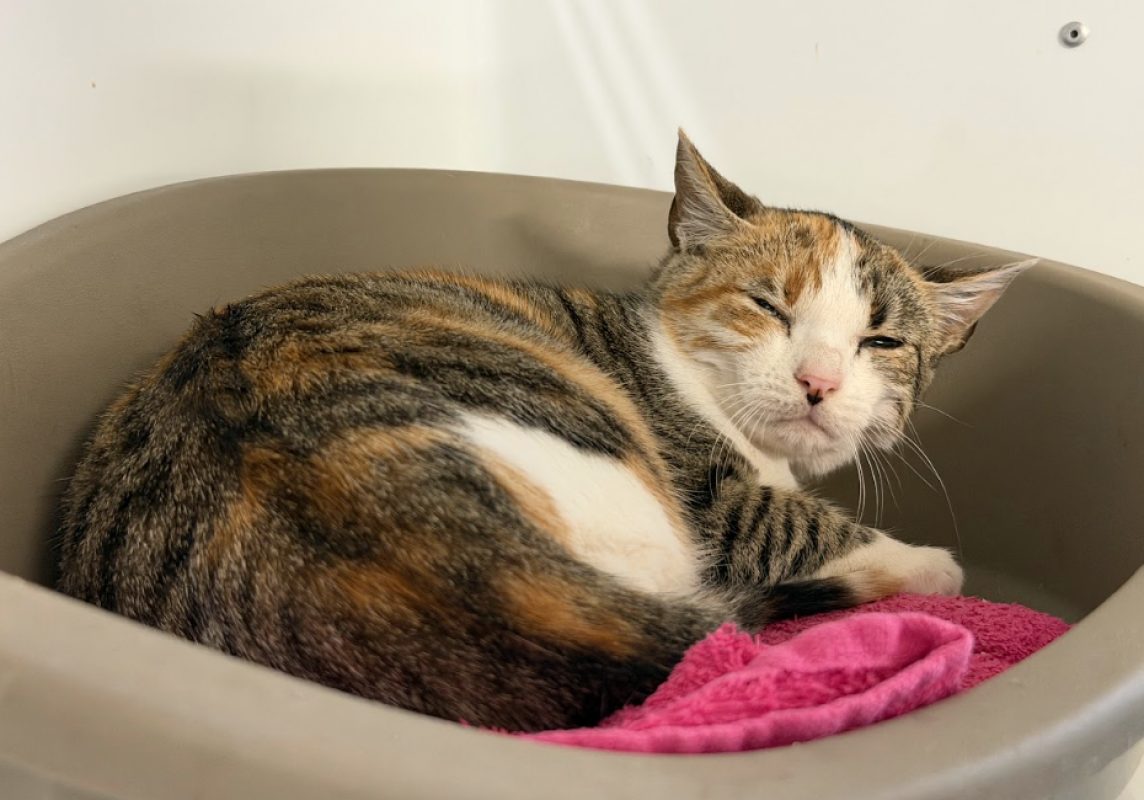 Dam - Chat Européen à adopter