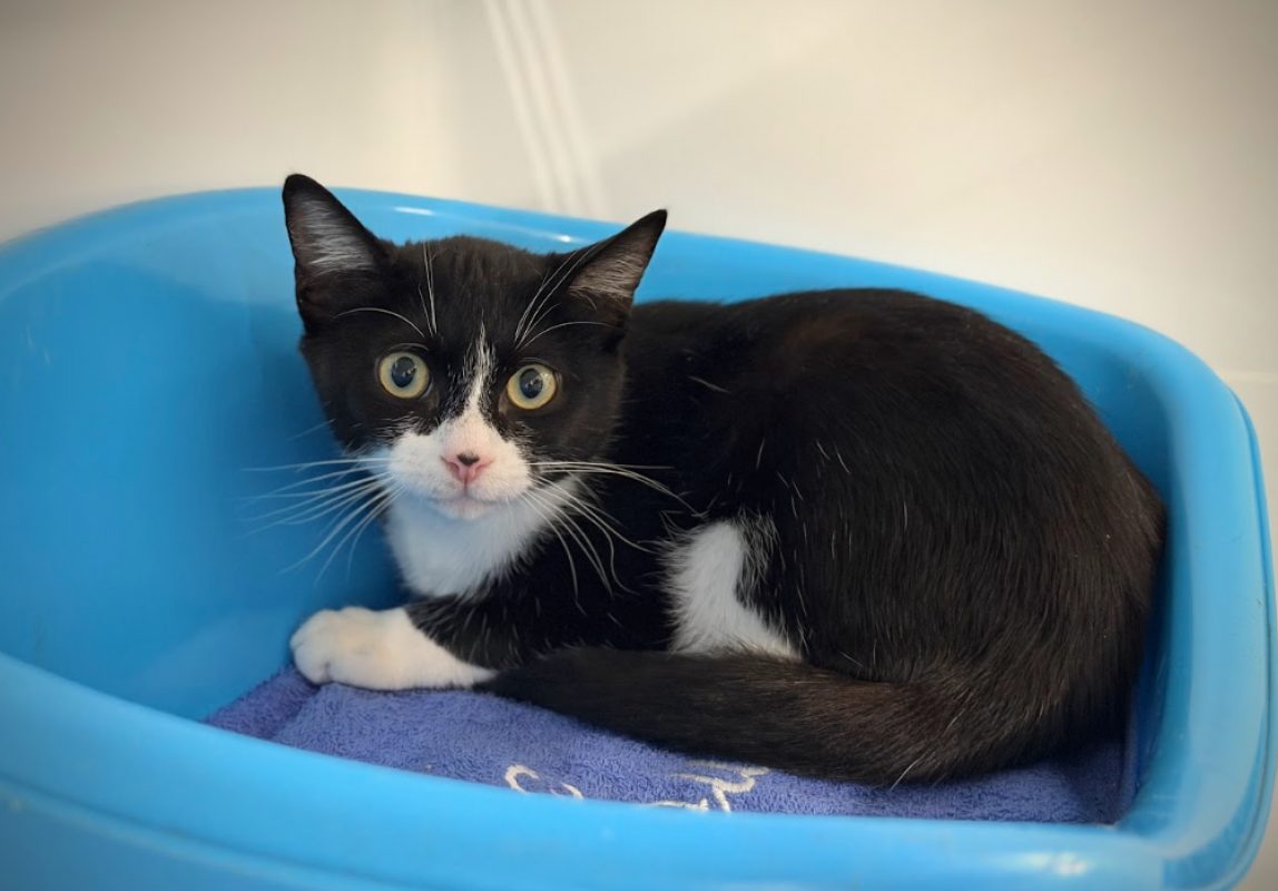 Tine - Chat Européen à adopter