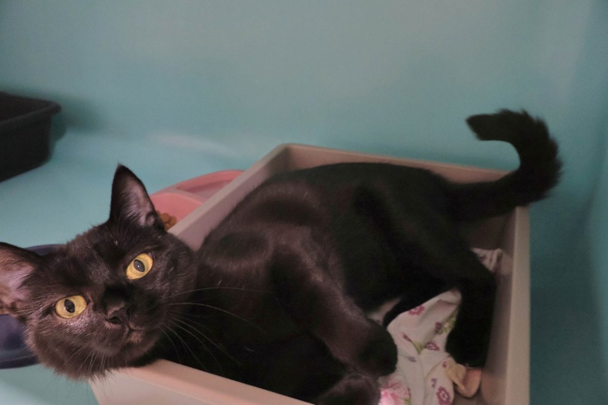 Mystic - Chat Européen à adopter