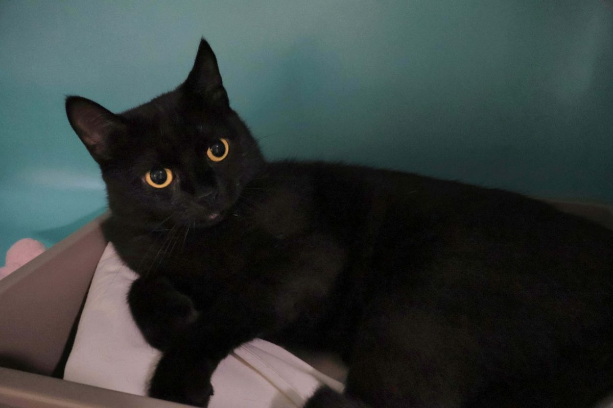 Mystic - Chat Européen à adopter - photo 2