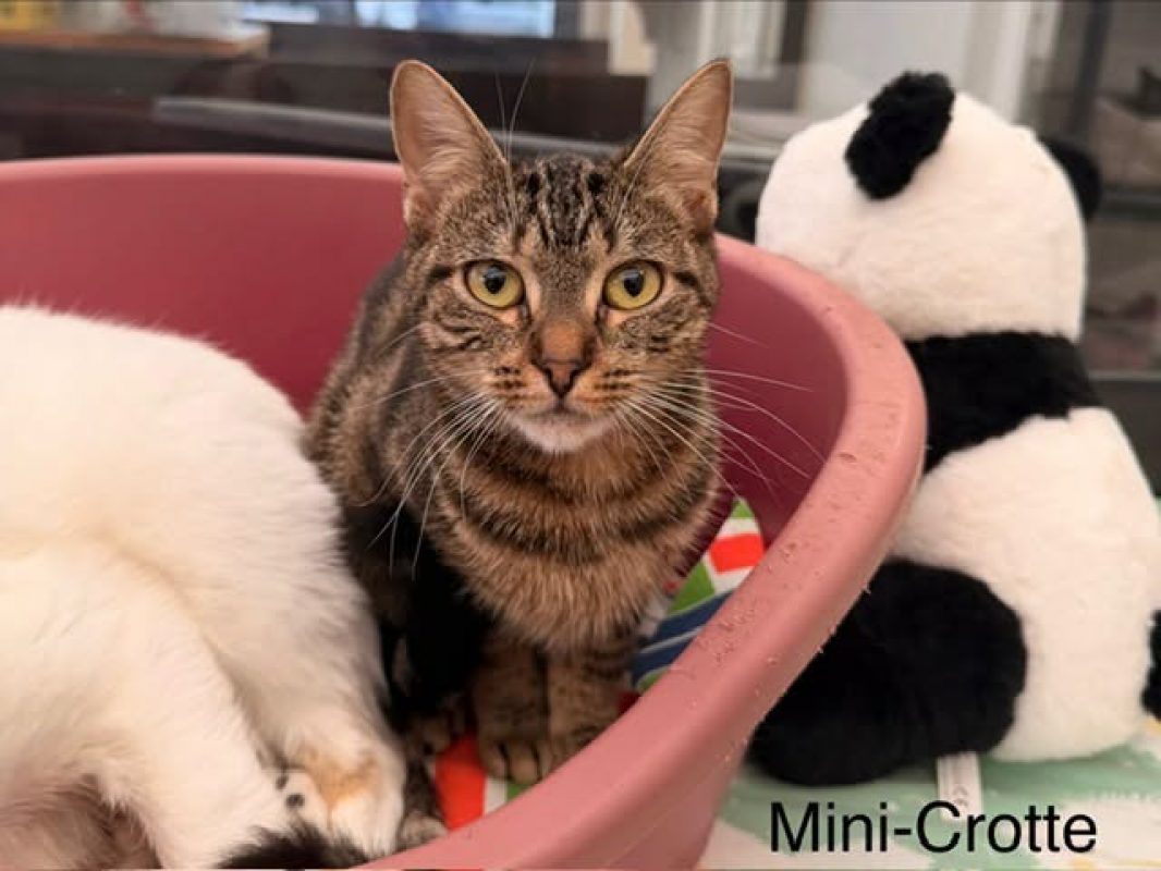 Mini crotte - Chat Européen à adopter