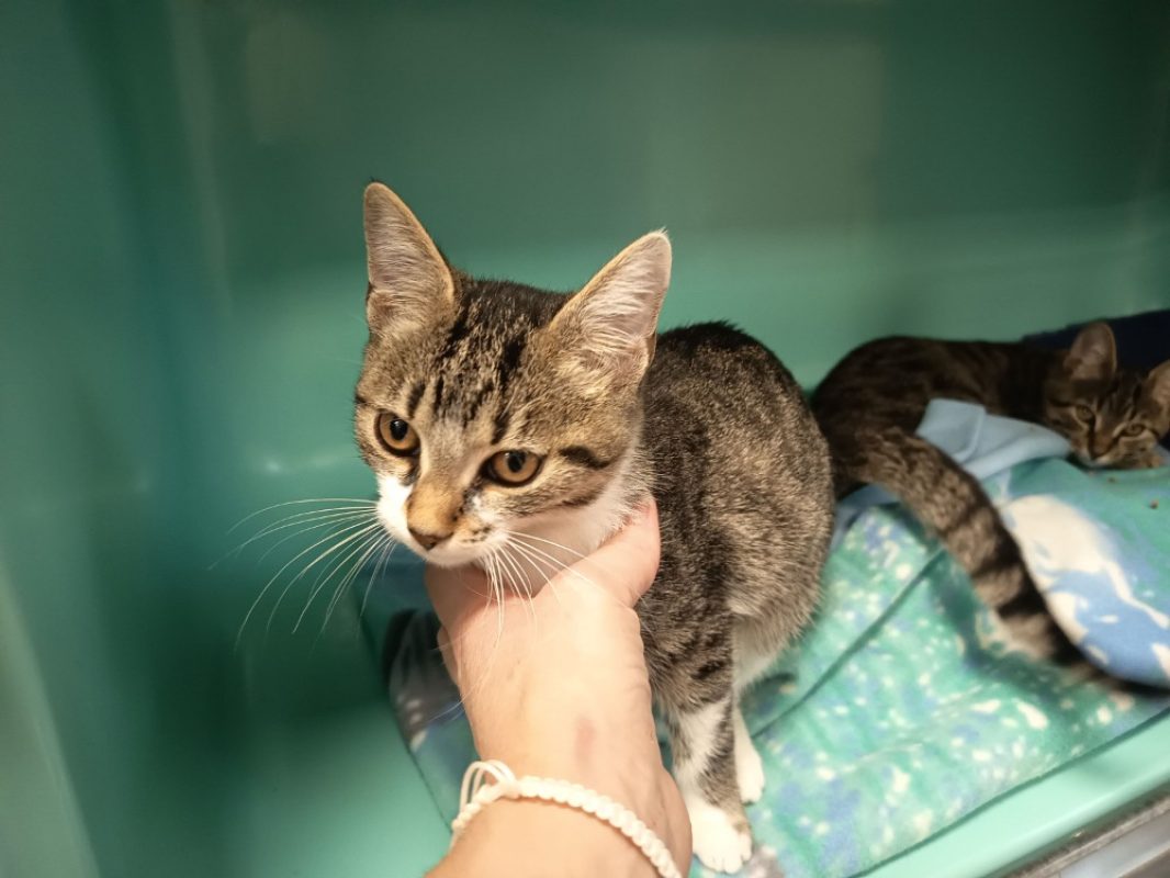 SvÉa - Chat Européen à adopter