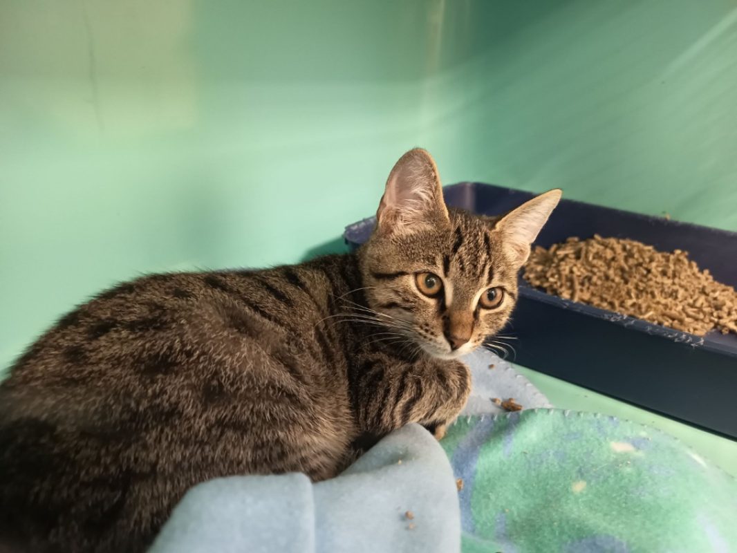 Elian - Chat Européen à adopter