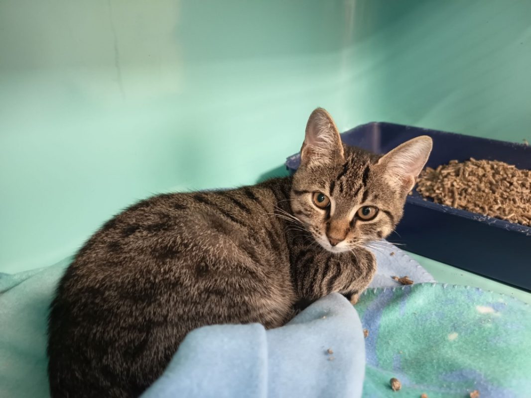Elian - Chat Européen à adopter - photo 2
