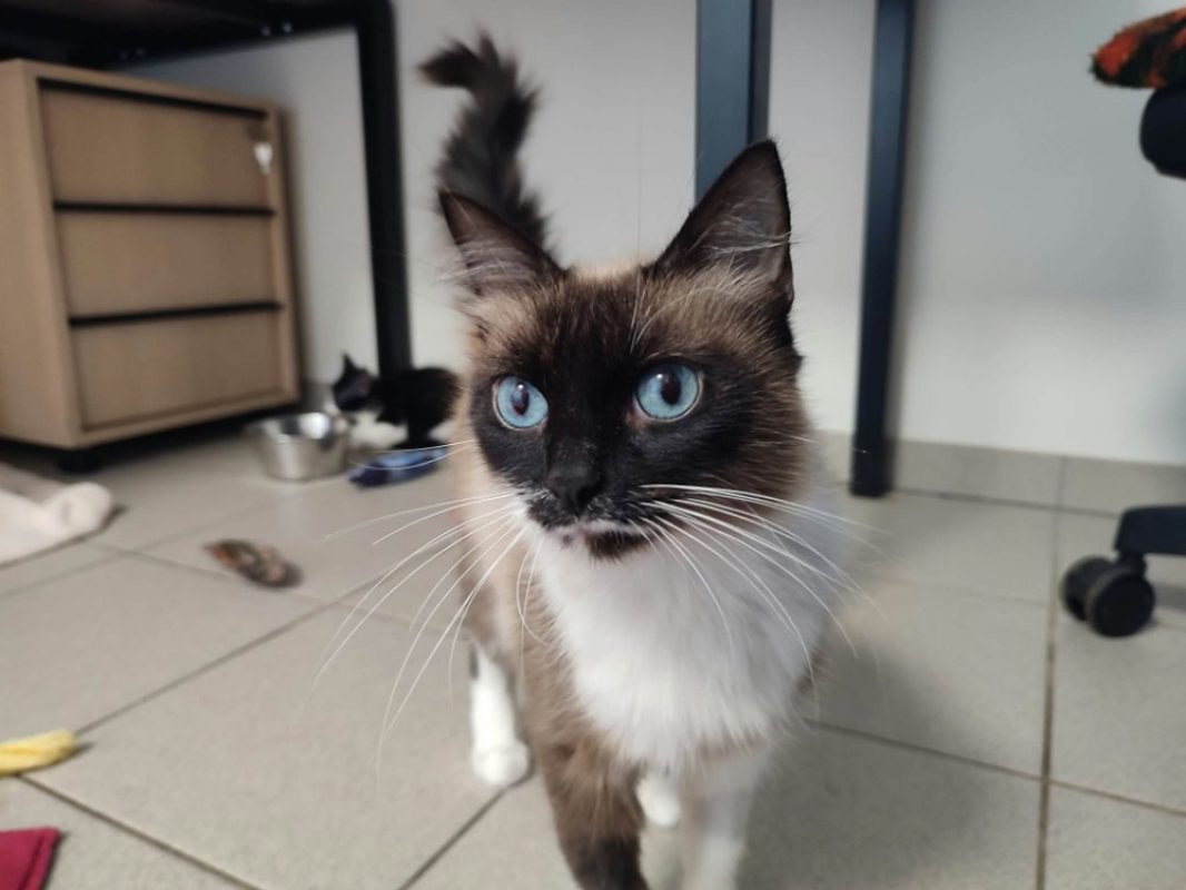 Dacca - Chat Européen à adopter