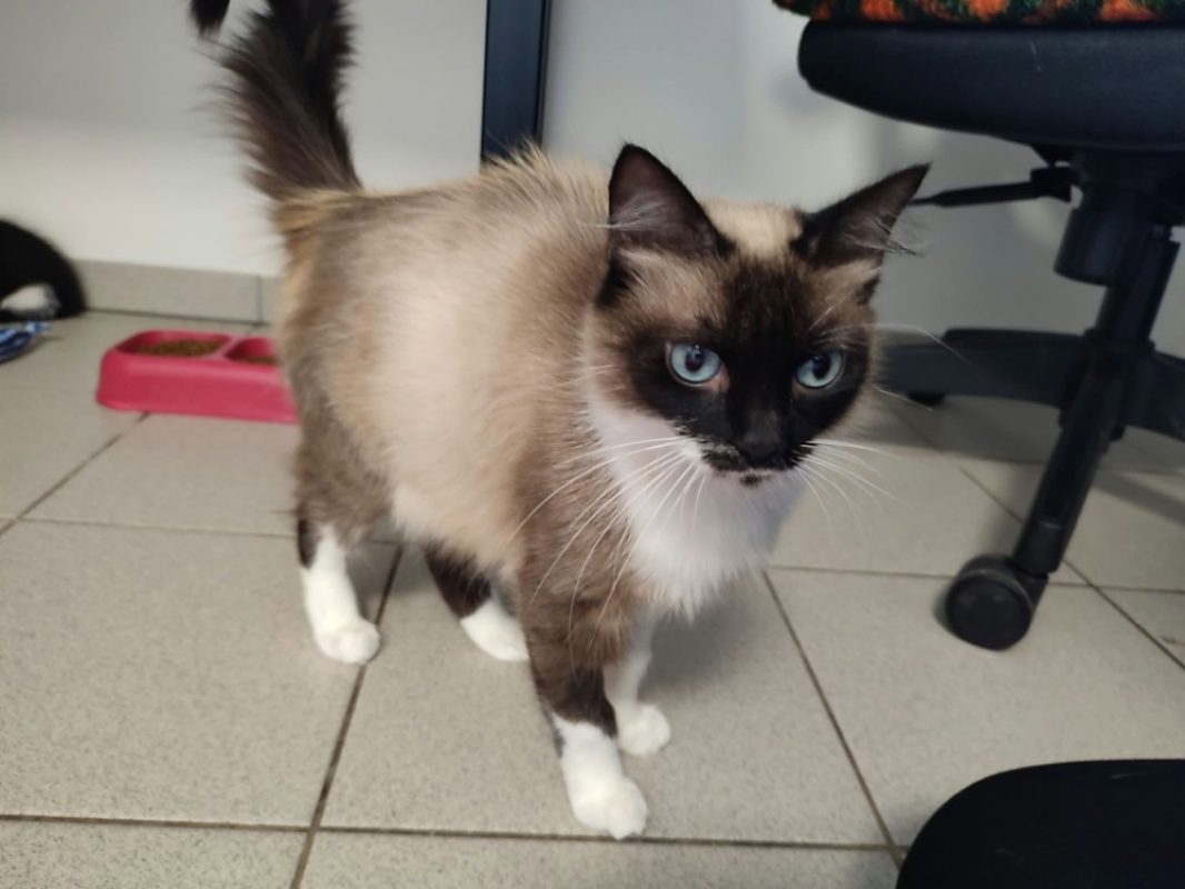Dacca - Chat Européen à adopter - photo 2