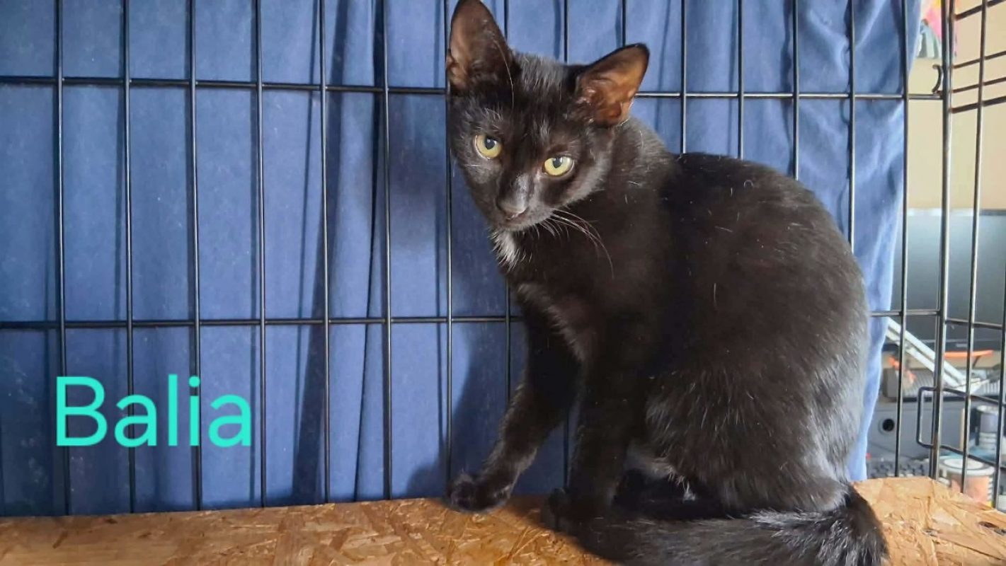 Balia - Chat Européen à adopter