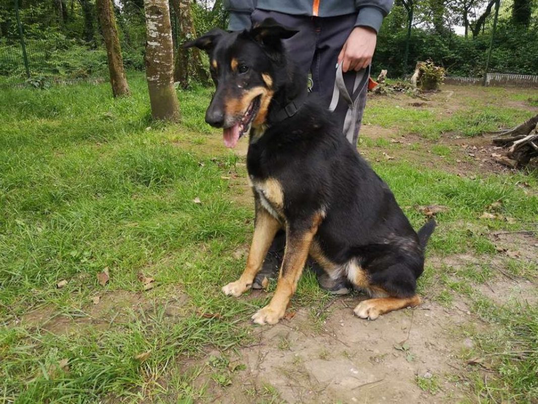 Outch - Chien à adopter