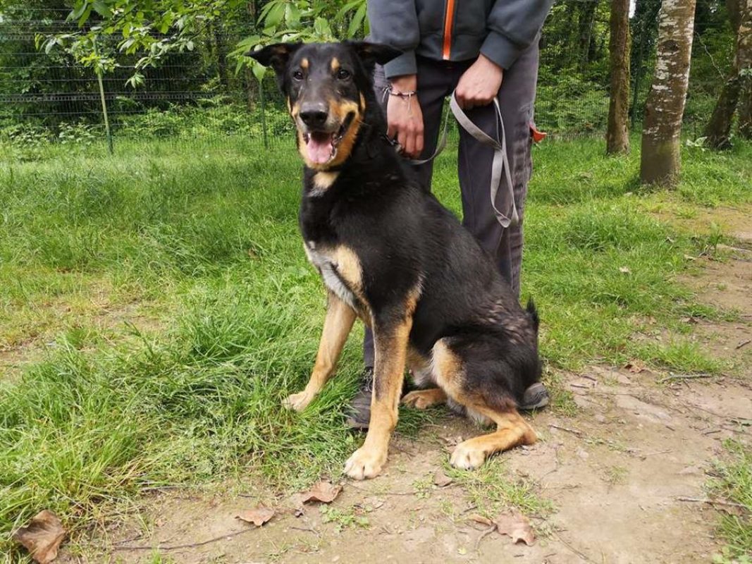 Outch - Chien à adopter - photo 2