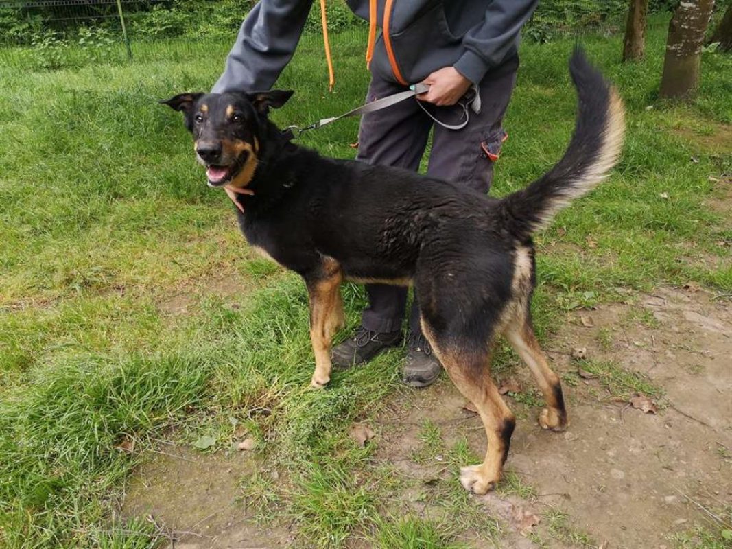 Outch - Chien à adopter - photo 3