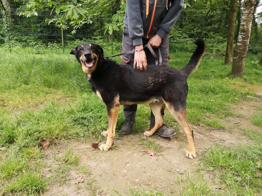 Outch - Chien à adopter - photo 4