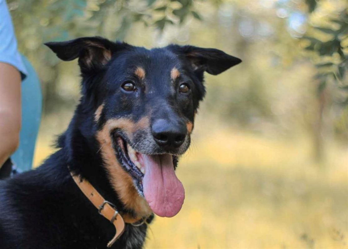 Outch - Chien à adopter - photo 6