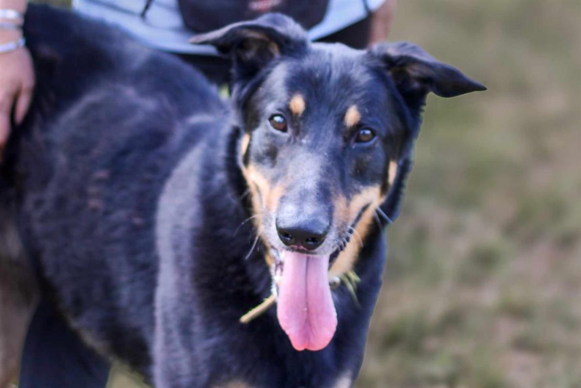 Outch - Chien à adopter - photo 7