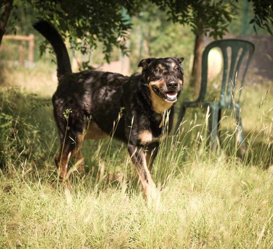 Outch - Chien à adopter - photo 8
