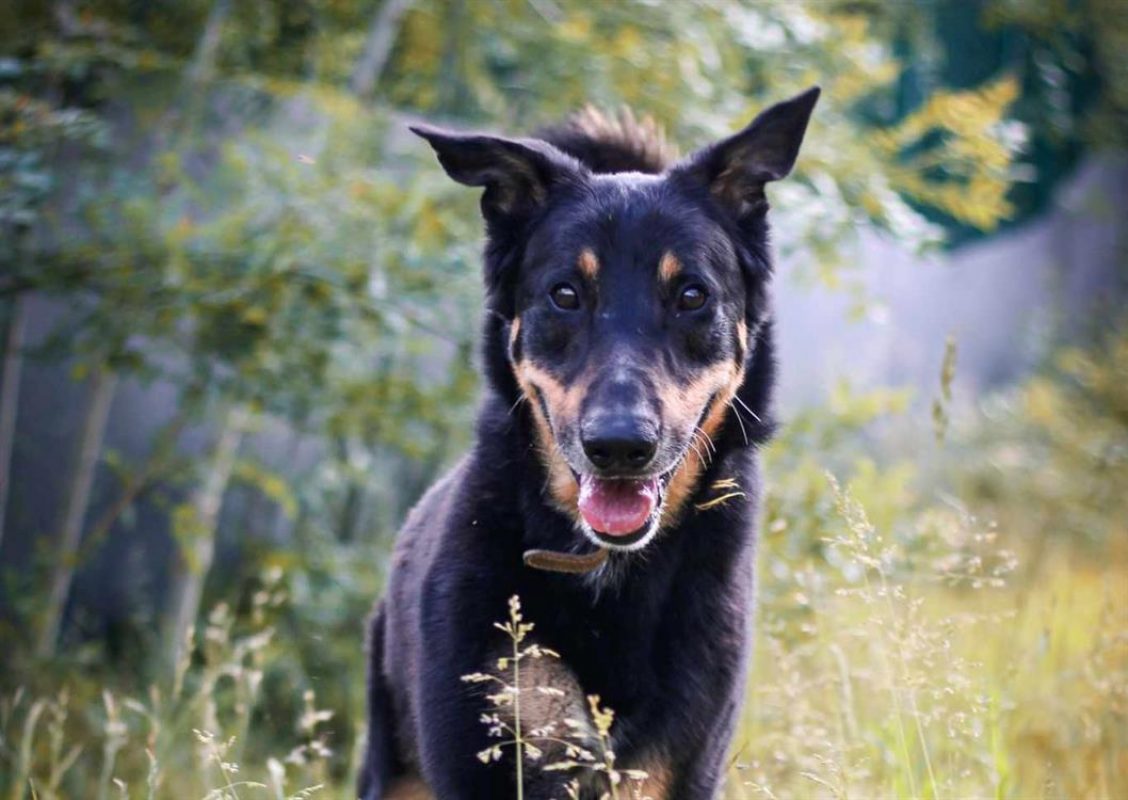 Outch - Chien à adopter - photo 9